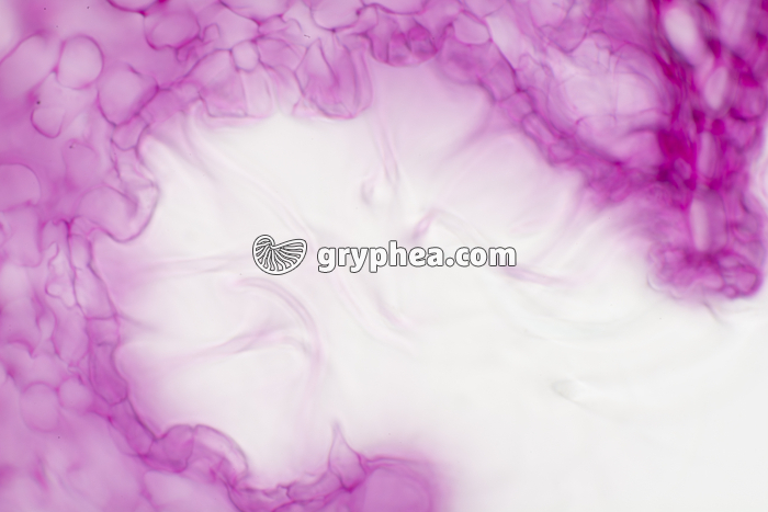 Feuille de Laurier rose cryptes stomatifères CT x200 - gryphea.com